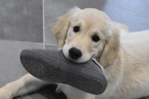 Can Dogs Be Spiteful? (Explained By Trainer).
