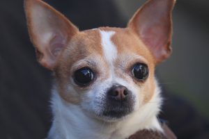 Can Dogs Cry?