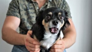Do Dogs Know When They Hurt You? (Answered By Trainer).