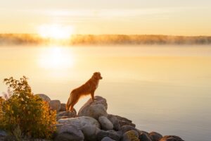 Do Dogs Look At The Sun? (Do They Know Not To Stare?)