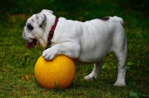 Do English Bulldogs Have Tails?