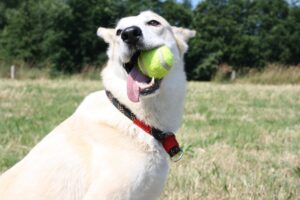 Dog Bite Force: Complete Chart and Review Of 68 Breeds.