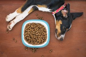12 Dog Breeds That Are Picky Eaters (With Videos).