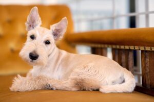 31 Dog Breeds With Eyebrows (With Videos).