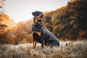 22 Dogs That Look Like Rottweilers.