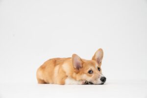 How Do You Punish A Dog For Pooping In The House? (Explained By Vet Tech).