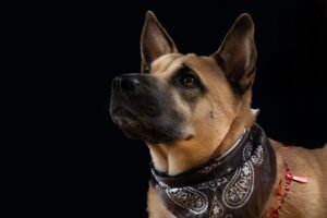 How Strong Are Dogs? – (Are They Stronger Than Humans?)