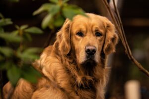 How to Get Your Scent on Something for a Dog.