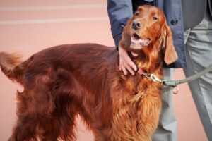 How To Walk a Dog That’s Stronger Than You (Answered By Dog Trainer).