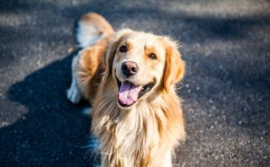 12 Mouthy Dog Breeds (With Videos).