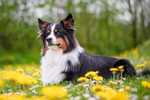 Should I Feed My Dog Before or After a Walk?