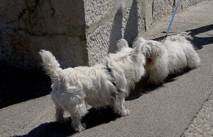 Should I Walk My Dogs Separately?