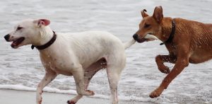 What Is A Dog’s Tail Made Of?
