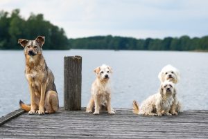 What Size Dog Is Best For You?