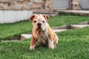 What Smells Do Dogs Hate To Pee On?