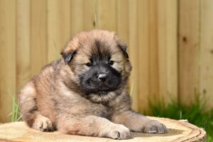 When Do Puppies Get Easier?