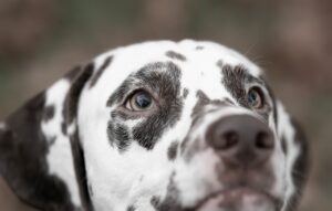 Why Are Dogs Protective of Their Owners?