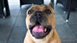 Why Are Dogs So Greedy For Food?