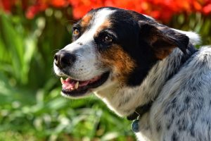 Why Can’t Dogs Talk Like Humans?