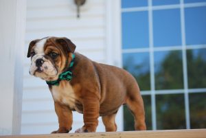 Why Do Bulldogs Skateboard?