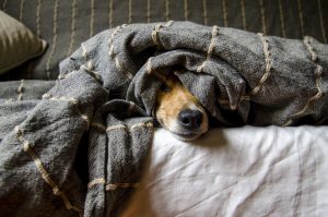 Why Do Dogs Avoid Cameras?