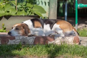 Why Do Dogs Destroy Their Bed?
