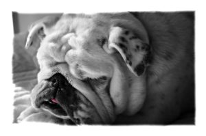 Why Do Dogs Drool In Their Sleep?