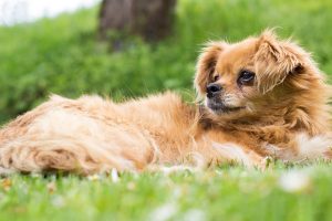 Why Do Dogs Like Heat So Much?