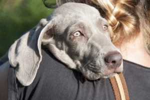 Why Do Dogs Like Me So Much?