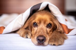 Why Do Dogs Like To Sleep With Humans? (Explained By Vet Tech).