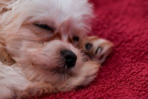Why Do Dogs Sleep More When it Rains? 