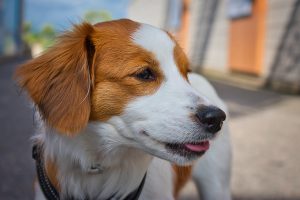 Why Do Dogs Sneeze Upside Down?