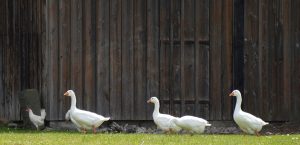 Why Does My Dog Eat Goose Poop And How Can I Stop It?