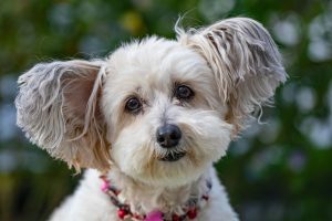 Why Does My Dog Freak Out When I Hug Someone?