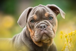 Why Does My Dog Get Excited When I Sneeze?