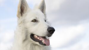 Why Does My Dog Growl At Night? (Answered By Vet Tech).