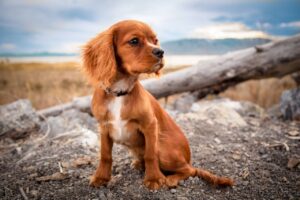 Why Does My Dog Hump My Arm? (Answered By Trainer).