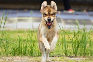 Why Does My Dog Jump Suddenly When Laying Down?