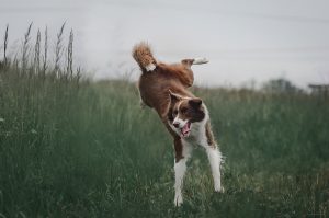Why Does My Dog Kick His Back Legs?