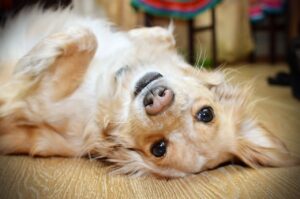Why Does My Dog Lay On His Back When He Sees Me?