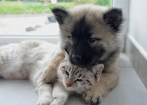 Why Does My Dog Nibble On My Cat?