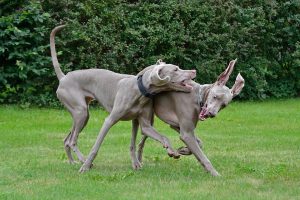 Why Does My Dog Nibble On My Other Dog.