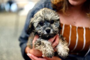 Why Does My Dog Sit On My Chest? (Explained By Vet Tech).