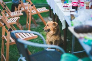 Why Does My Dog Sit Under My Desk? (Explained By Trainer).