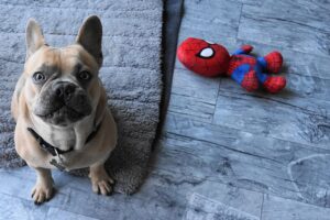 Why Does My Dog Stand In My Way? (Answered By Trainer).