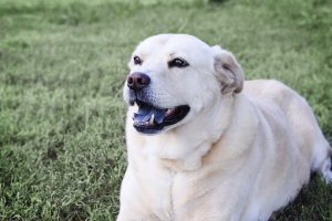 Why Does My Dog Suddenly Scream? – (Answer By Vet Tech).