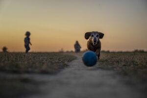 Why Does My Dog Want To Play All The Time?