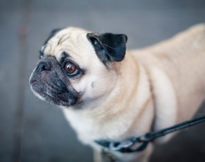 Why Does My Dog Zigzag On Leash?