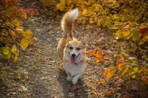 Why Doesn’t My Dog Wag His Tail?