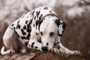 Why Is My Dog Chewing The Door Frame? (Answered By Trainer).